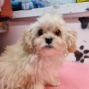 그루밍, 모아 이미지