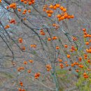 새들민박 이미지