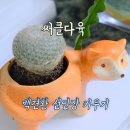 공다육수제화분 | 써클다육 부드러운 공 백견환 선인장 키우기 쉬운 반려식물, 데스크테리어 추천