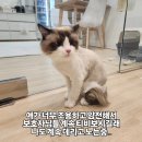 고양이미용&호텔 냥집사 이미지