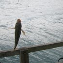 남해낚시 이미지