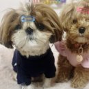 대한견식 이미지