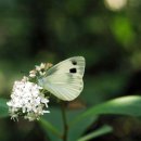올해 만난 나비19 - 대만흰나비 이미지