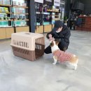 라드독 이미지