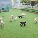 멍멍아학교가자 (대곡점) 이미지