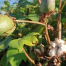 내평마을 길쌈노래 이미지