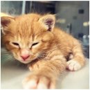 네코스토리 (서울 본점) 고양이 무료 분양 | 고양이 입양 고민? 네코스토리 무료 분양 후기!