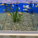 홈플러스 인하점 수족관 이미지