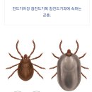 야생 진드기에 물린 경험이 있으신 분... 이미지