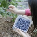 부광농장 이미지