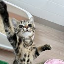 고양이 미용& 호텔 우연히, 캣 이미지