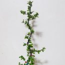 대황농장 이미지