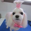 동물병원루니 이미지