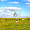 선양 목장 이미지