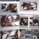 공현진낚시마트