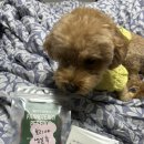 프랑테리 펫푸드 | 강아지 생일케이크 추천 프랑테리펫푸드