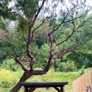 미동암소정 이미지