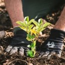 희망나무심기1 이미지