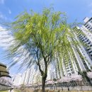 중계역 3번출구 | 노원벚꽃명소 추천 당현천 기억길 벚꽃 산책로 당현마루