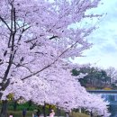 월계쉼터 | 북서울꿈의숲 벚꽃 강북 가볼만한곳 서울 여행지 추천