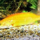 황쏘가리 이미지