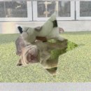 크림푸들 가족이야기 이미지