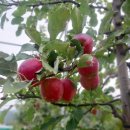 풍산리애 이미지