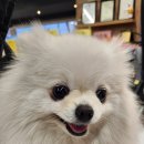 영메디팜 네이버블로그