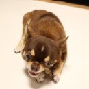 뽀그리 상점 이미지