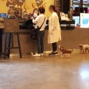 럭셔리애견사랑 이미지