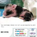조아제약--복제돼지. 인공장기로 관심. 이미지