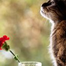 김해동물메디컬센터 이미지