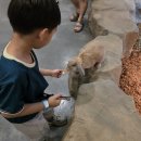 금강랜드키즈카페 | 쥬뗌므 키즈랜드 후기 : 시흥키즈카페 동물체험 가능한 실내동물원 아이랑 갈만한곳 시흥 이색카페추천
