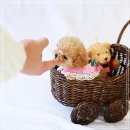 아이퍼피 이미지