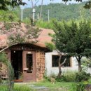 황토버섯 이미지