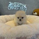 도그마루 강아지고양이 인천논현점 이미지