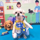 미스터 멍 애견샵 | 세심한 케어가 가능한 군포 애견미용실 '멍언니 쌀롱'