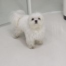 빵그루밍 이미지