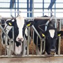 성일목장 이미지