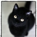 고양이이야기 이미지