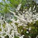 미륵신앙(彌勒信仰)의 도량/한국의 사찰
