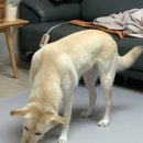 몽꾸먹꾸 이미지