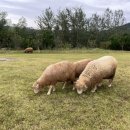 송림목장 이미지