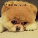 참 이미지