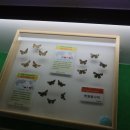 여주곤충박물관 이미지