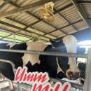 태용농장 | 태국 방콕 근교 여행 카오야이(Khao Yai)가는 방법 촉차이팜(ChokChai Farm) 후기