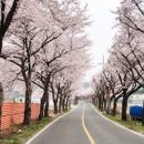 경북 벚꽃 명소 가볼만한곳 포항 오어사 봄나들이 이미지