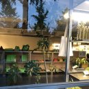 여름식물 인테리어 | 인테리어 식물 추천:: 여름인테리어식물 top6