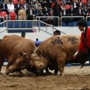 South Korean bullfighting is for bulls only 이미지