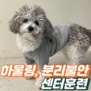 서라홈 | [위례 강아지 훈련소] 문 닫으면 우는 반려견, 동정이 아니라 '의존성 거절'이 진짜 답입니다